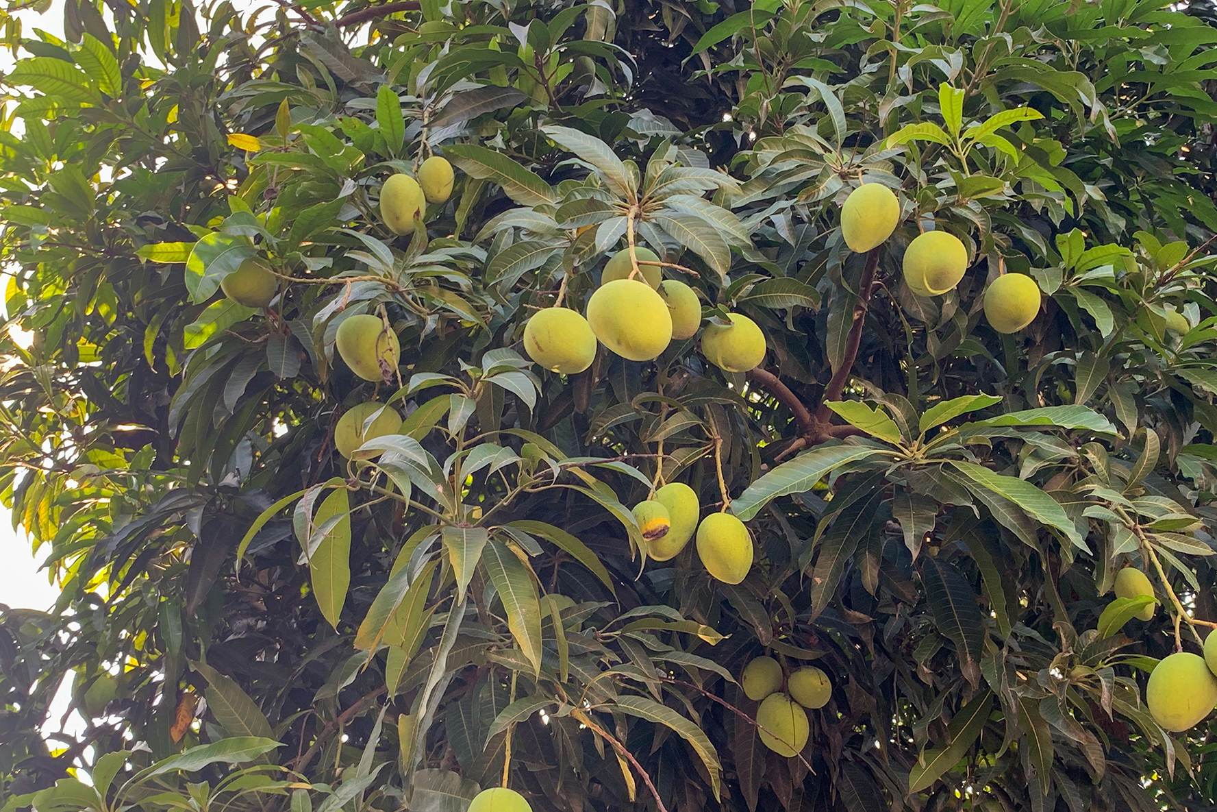 mangotree